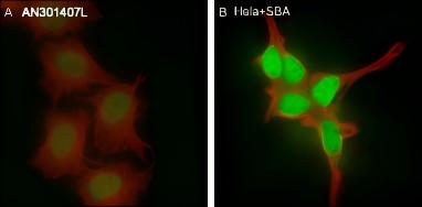 Recombinant Histone H3 (Acetyl Lys4) Monoclonal Antibody - small - 4