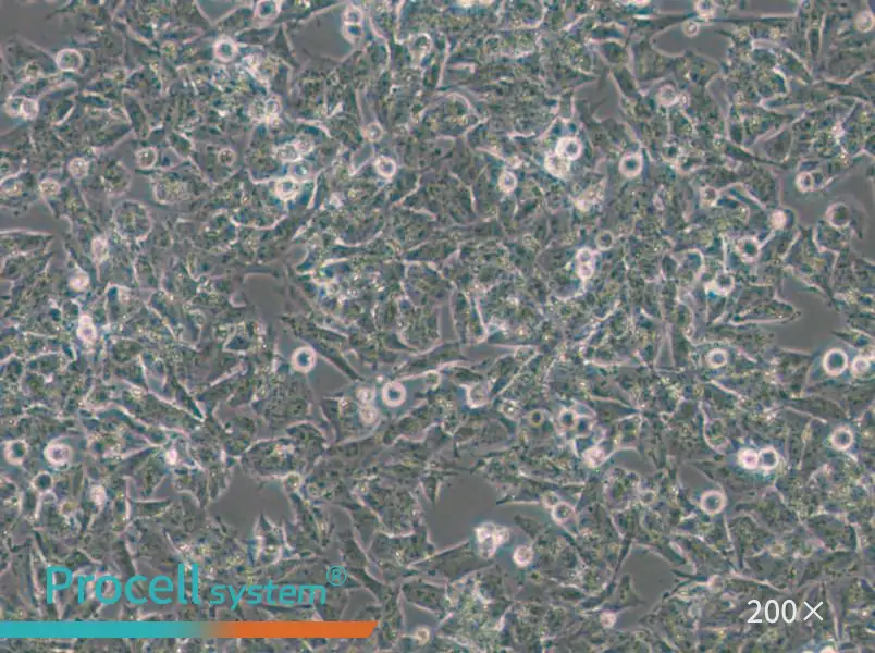 Kelly Cell Complete Medium - small - 4