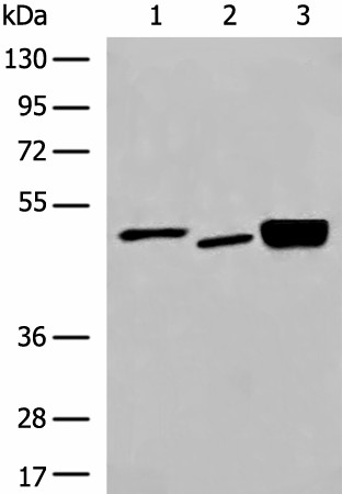 Western blot analysis of 293T cell Human cerebrum tissue and Mouse brain tissue lysates  using DMTN Polyclonal Antibody at dilution of 1:550