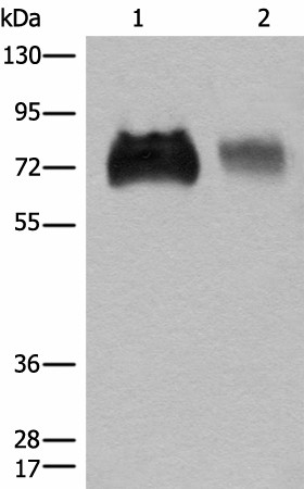 Western blot analysis of Jurkat and A375 cell lysates  using SLC3A2 Polyclonal Antibody at dilution of 1:450