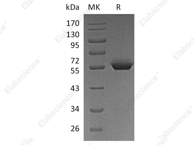Recombinant Human BTN3A1/CD277 Protein (Fc Tag) - 1