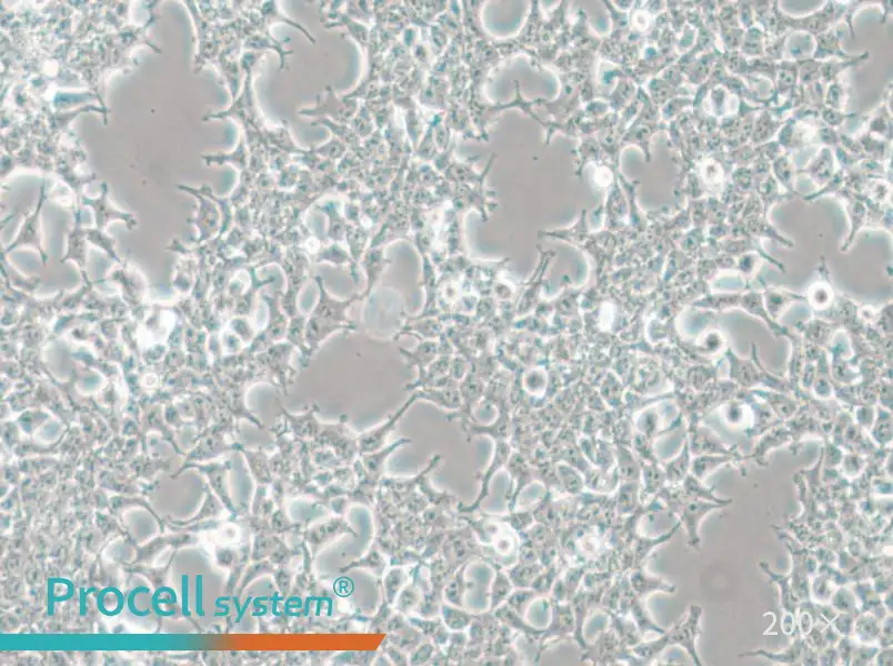 HKb20 Cell Complete Medium - 4