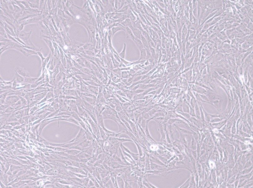 MC3T3-E1 Subclone 24 Cell Complete MediumMC3T3-E1 Subclone 24 Cell Complete Medium - 2