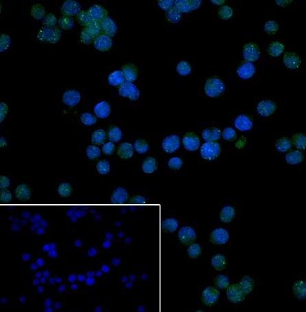 Recombinant BOB-1/OBF-1 Monoclonal Antibody - small - 3