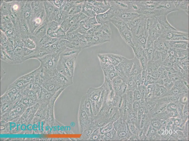 A549-TAX Cell Complete Medium - small - 4