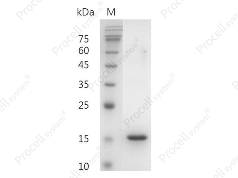 Flt-3 Ligand/FL/FLG3L/FLT3L, Human, Recombinant