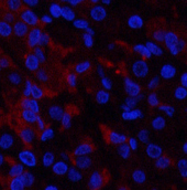 Immunofluorescence analysis of Human stomach tissue using RUNX2 Polyclonal Antibody at dilution of 1:200.