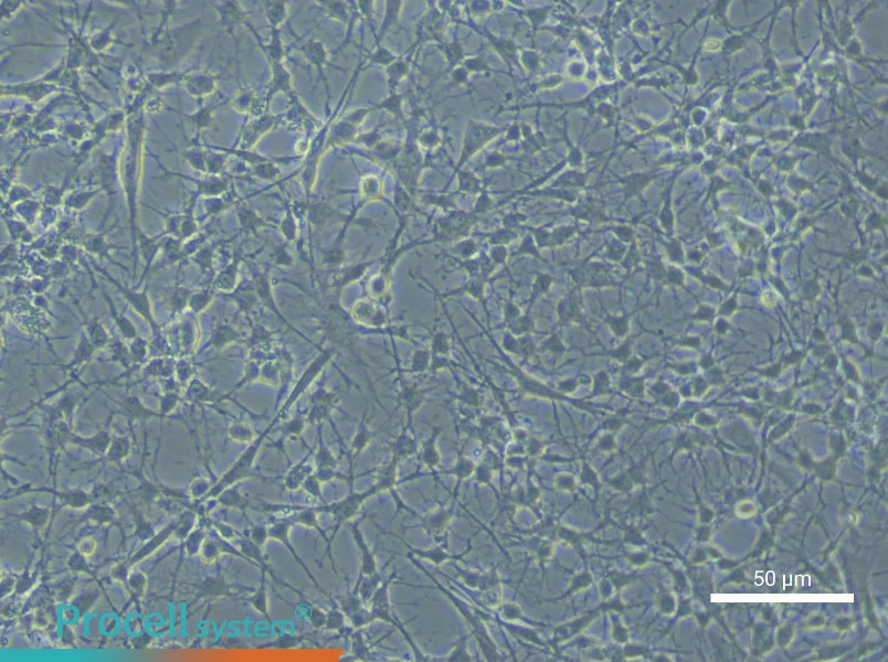 Rat Spinal Cord Astrocyte Complete Medium - small - 6