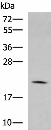 Western blot analysis of RAW264.7 cell lysate  using MARCKSL1 Polyclonal Antibody at dilution of 1:750