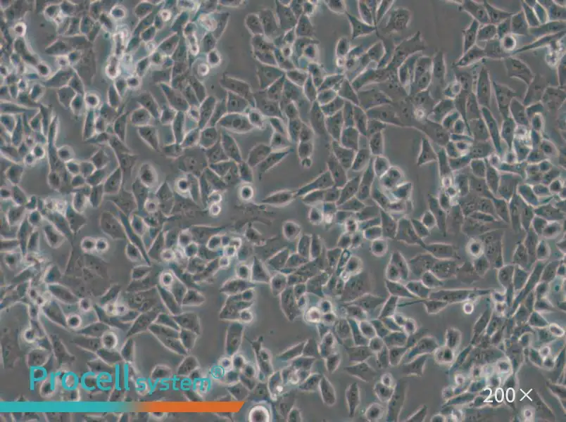 4T1 Cell Complete Medium - small - 6