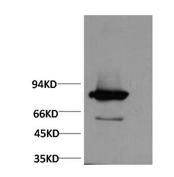 Western Blot analysis of Firefly Luciferase Transfected Hela using Luciferase Monoclonal Antibody at dilution of 1:2000.