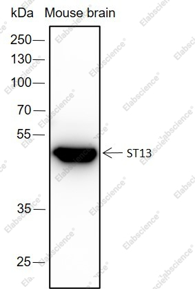 Recombinant ST13 Monoclonal Antibody - 1