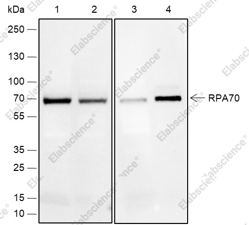 Recombinant RPA70 Monoclonal Antibody - 1