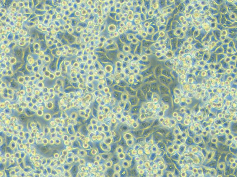 NCI-H2122 Cell Complete Medium - 5