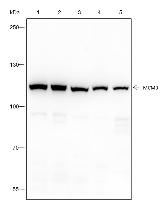 Recombinant MCM3 Monoclonal Antibody-searchlist-1