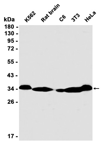 Recombinant C1QBP/HABP1 Monoclonal Antibody - 1