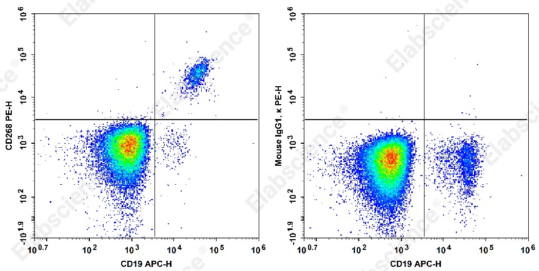PE Anti-Human CD268 Antibody[H353-4A2] - 1