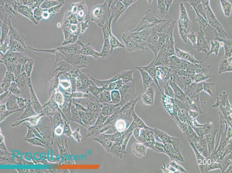 BALB/3T3 clone A31 Cell Complete Medium - 6