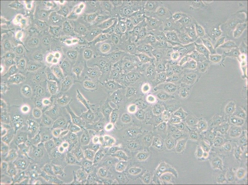 KYSE-150 Cell Complete Medium - small - 6