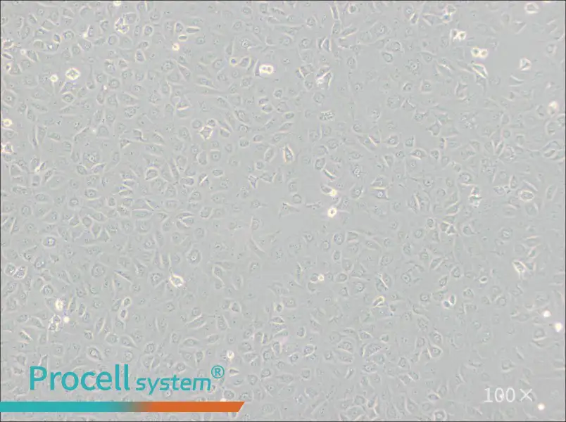 WB-F344 Cell Complete MediumWB-F344 Cell Complete Medium - 3