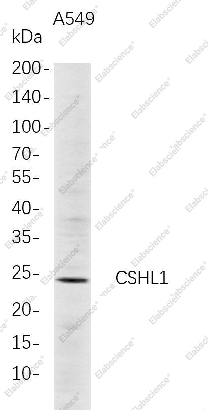 Recombinant CSHL1 Monoclonal Antibody - 1