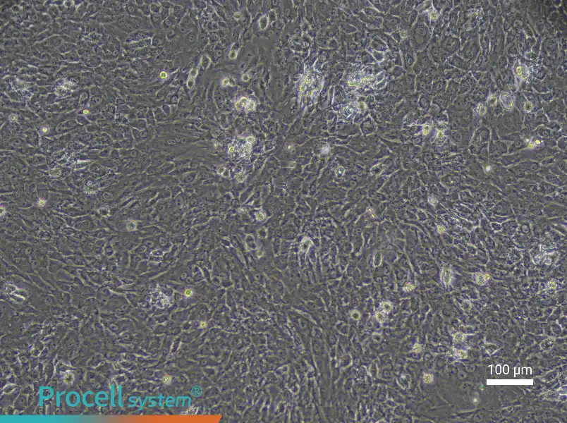 Rabbit Epiphyseal Chondrocyte Complete Medium - 2