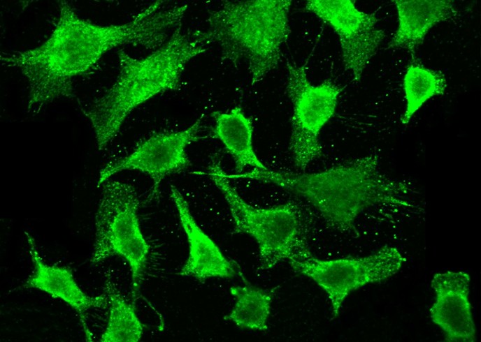 Recombinant MESDC2 Monoclonal Antibody - small - 3