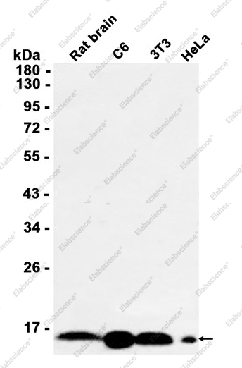Recombinant ARPC5/p16 ARC Monoclonal Antibody - 1