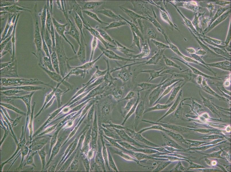 8305C Cell Complete Medium - 6