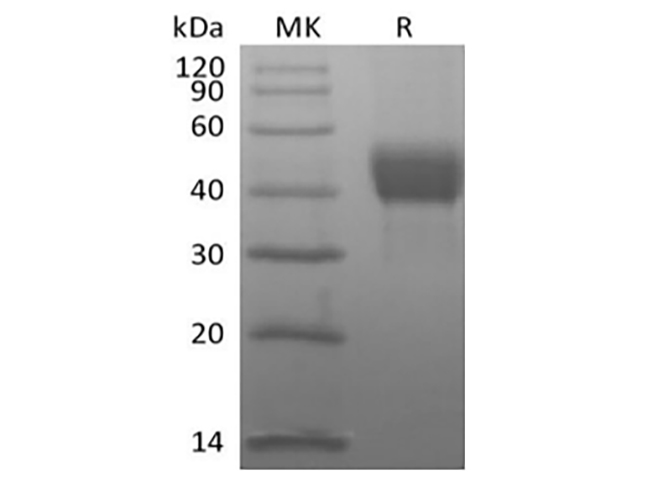 Immobilized Biotinylated Human TROP-2-Avi-His at 2ug/ml (100 ul/well) can bind Anti-Human TROP-2 mAb. The ED50 of Anti-Human TROP-2 mAb is 17.1 ng/ml.