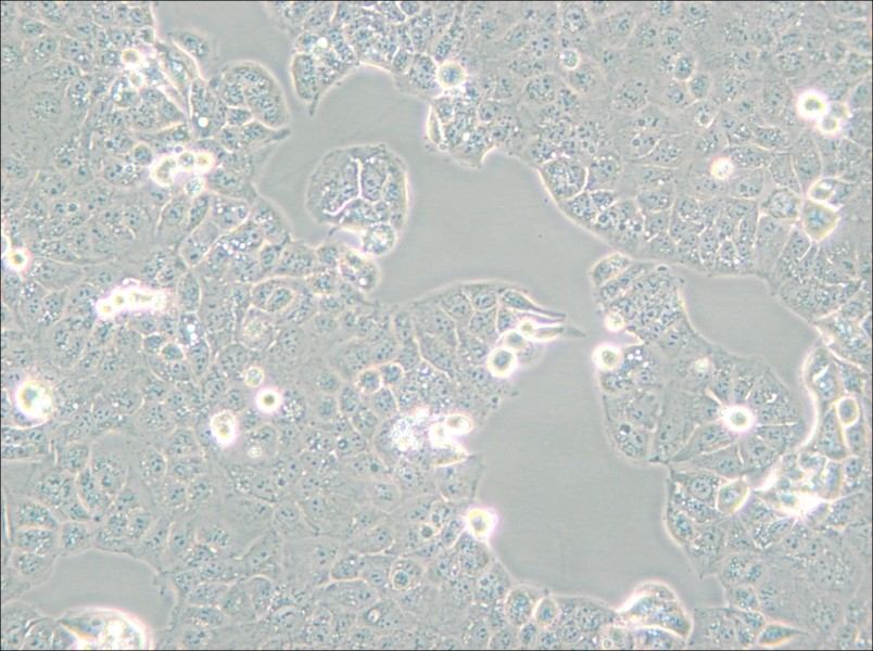 HEC-1-A Cell Complete Medium - 4