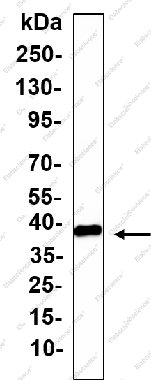 Recombinant TPO Monoclonal Antibody - 2