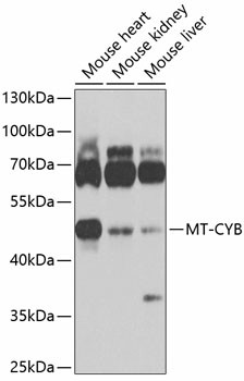 Western blot analysis of extracts of various cell lines using MT-CYB Polyclonal Antibody at 1:1000 dilution.