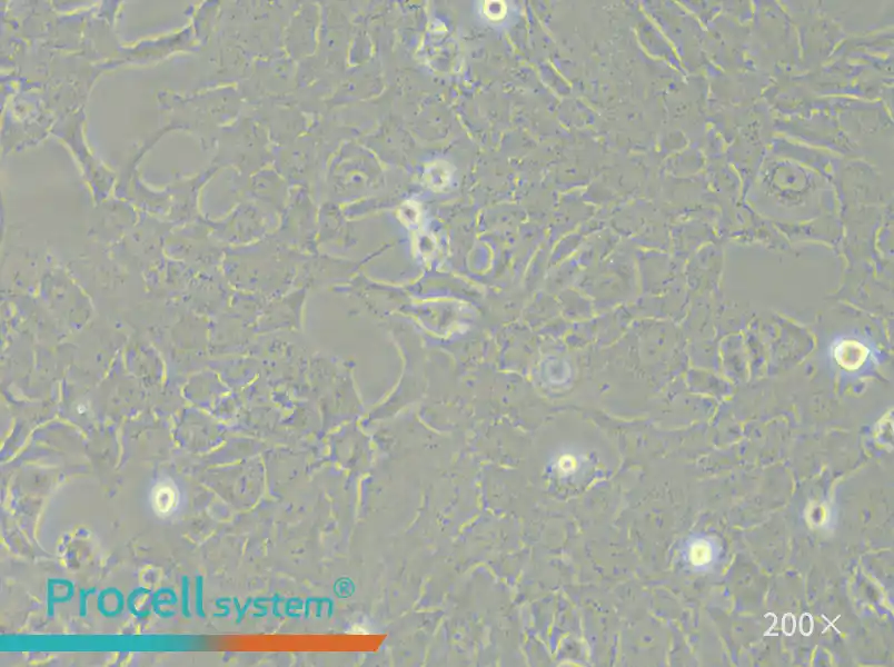 RF/6A Cell Complete Medium - small - 6