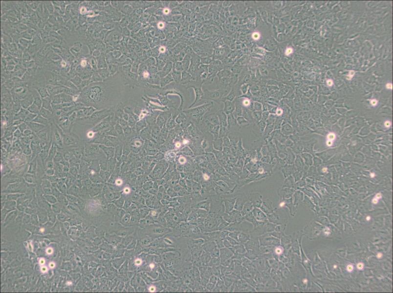 HMC3 Cell Complete MediumHMC3 Cell Complete Medium - 3