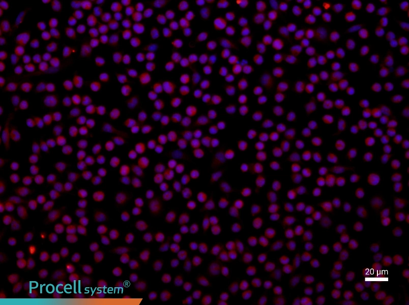 Rat Peritoneal Macrophage Complete MediumRat Peritoneal Macrophage Complete Medium - 2