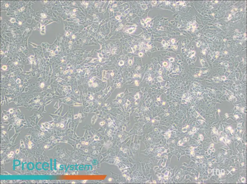 UMR-106 Cell Complete Medium - 1