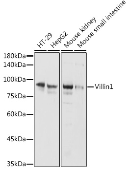 Western blot analysis of extracts of various cell lines using Villin1 Polyclonal Antibody at 1:1000 dilution.