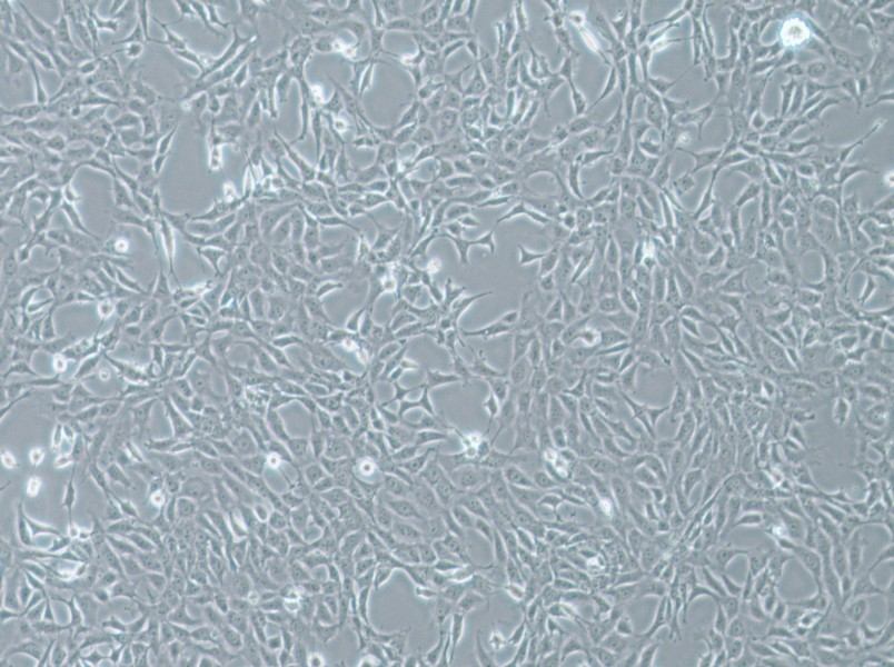 MPC-5 Cell Complete MediumMPC-5 Cell Complete Medium - 3