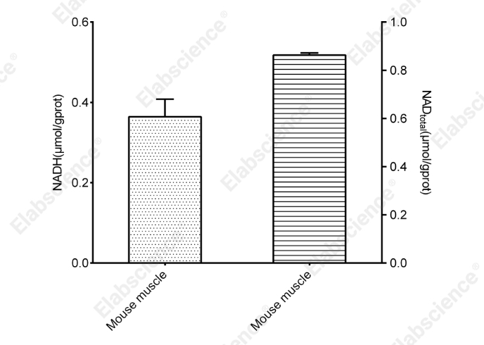 NAD⁺/NADH Colorimetric Assay Kit (WST-8) - 2
