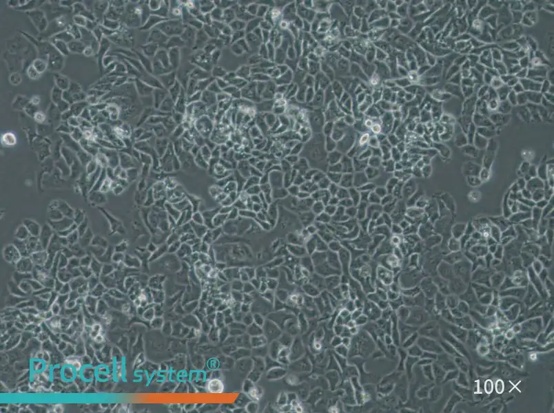 NCI-H522[H522] Cell Complete Medium - 2