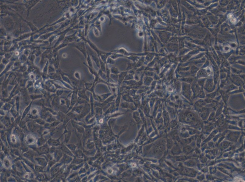 STO Cell Complete Medium - small - 5