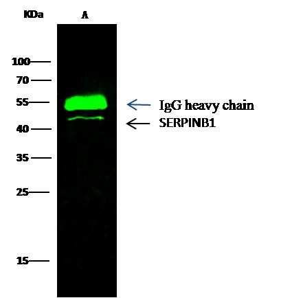 SerpinB1/ELANH2 Monoclonal Antibody - small - 2