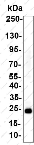 Recombinant TCTP Monoclonal Antibody - 2