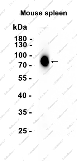 Recombinant SIGIRR Monoclonal Antibody - 2