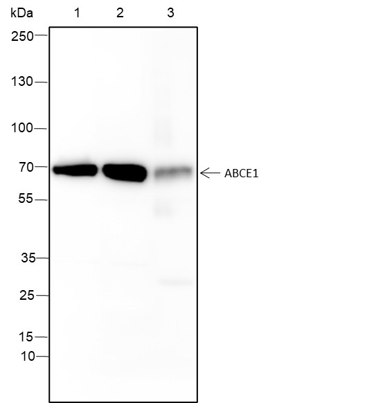 Recombinant ABCE1 Monoclonal Antibody-searchlist-1