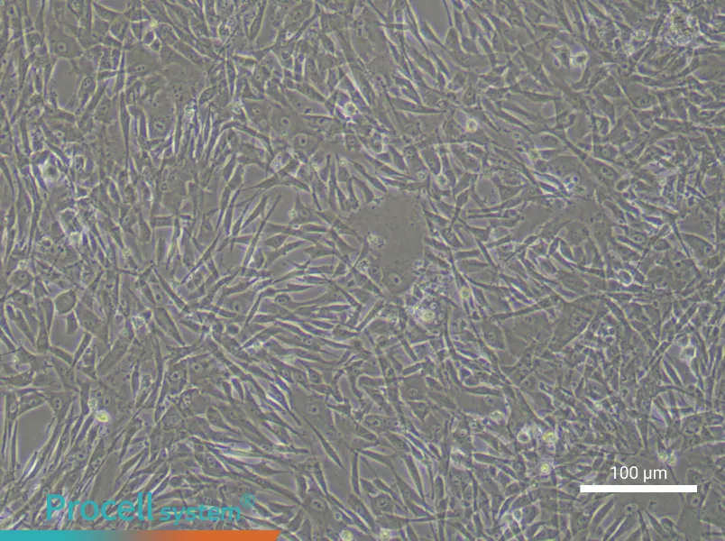 Human Adipose-derived Mesenchymal Stem Cell Complete Medium - 2