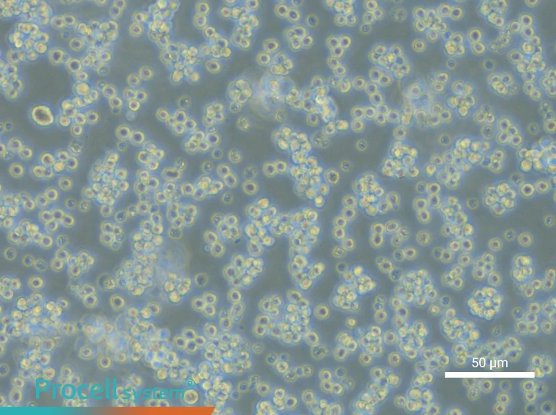 L5178Y TK+/- clone (3.7.2C) Cell Complete Medium - small - 4