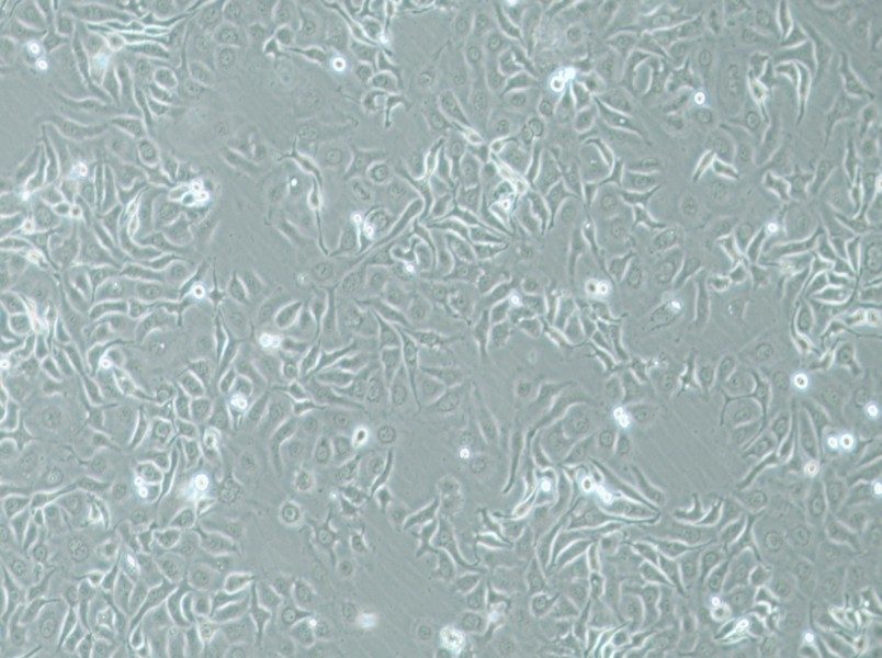 HCC1143 Cell Complete Medium-searchlist-1