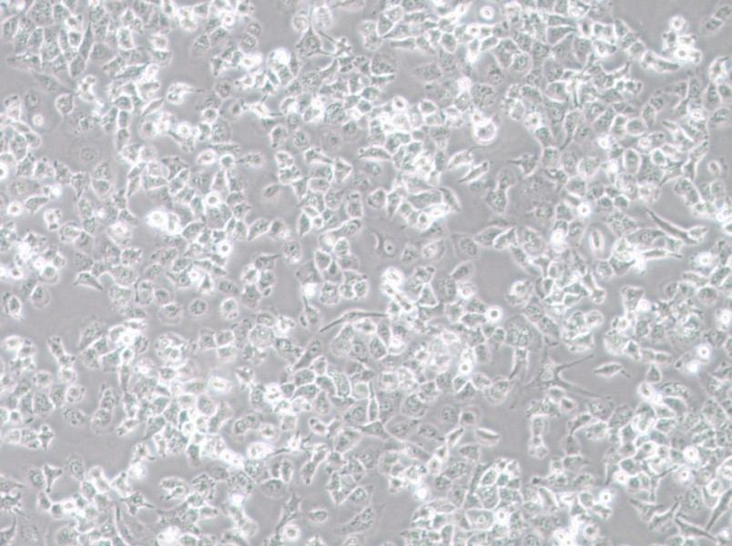 NCI-H23 Cell Complete Medium - 3